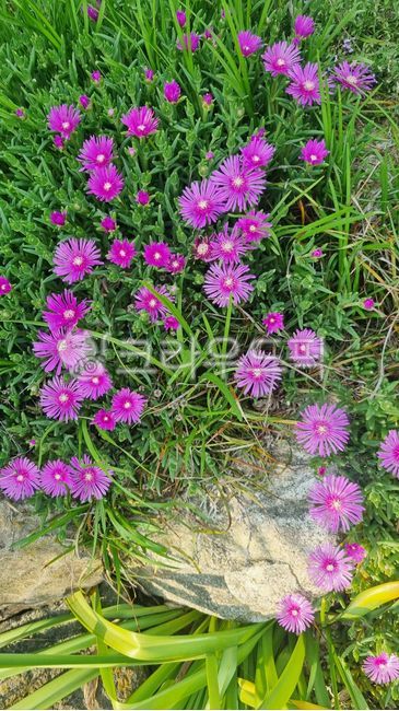 stonework,Pine needle pickle flower,Songyeopguk,purple flower,Seasonal pickled pine flowers,negligence,landscaping flowers,sloth,summer flowers