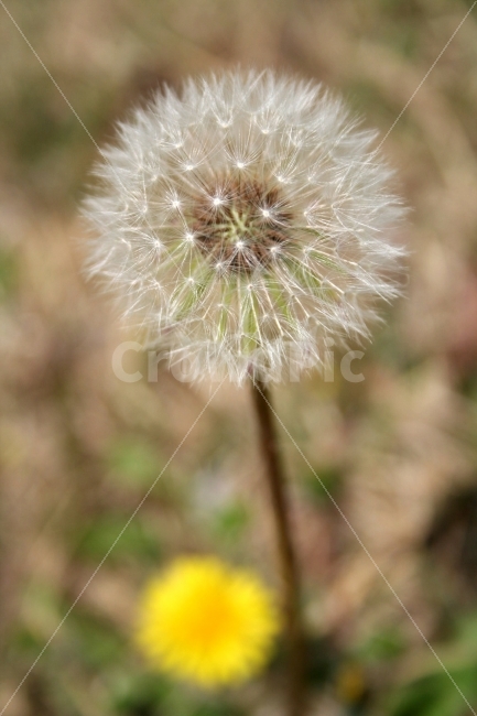 꽃,민들레,자연,풀,봄,접사,식물,자연,plants,nature,꽃,flower