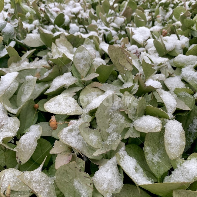 plant,식물,nature,자연,겨울아침,눈,잎사귀,겨울