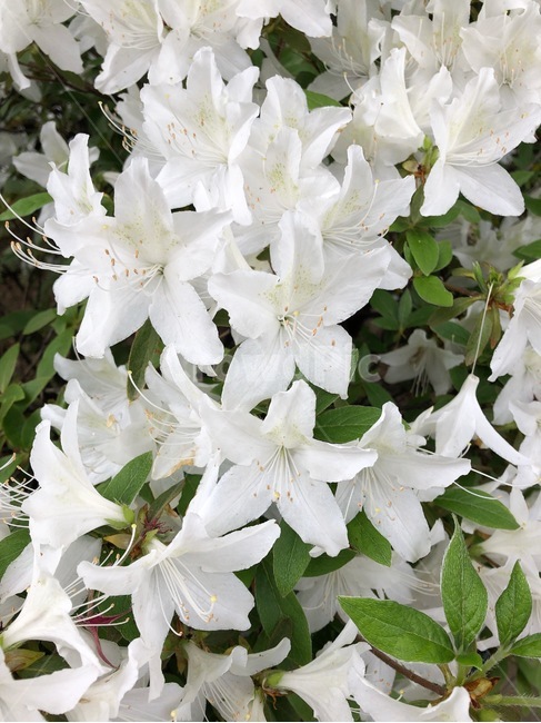 꽃,식물,자연,아름다운,flower,nature,colorful,plant,white,철쭉,우아한,순결