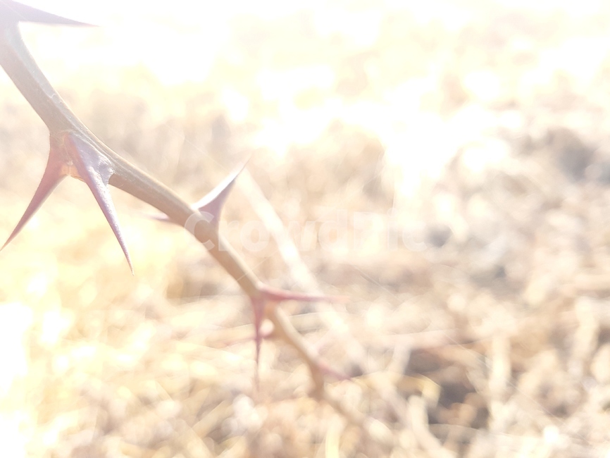 가시,가시덤불,고통,혼란,아픔,식물,자연,plants,nature