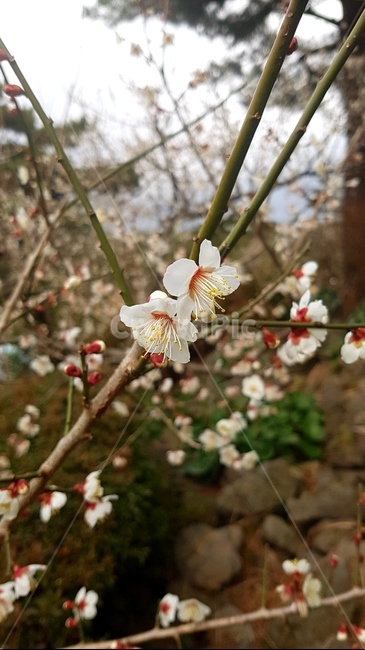 꽃,나무,자연,white,식물