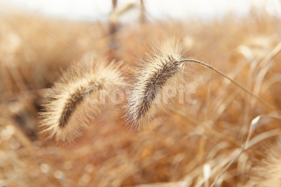 강아지풀,강아지풀꽃,꽃,잡초,가을,풀,공원,야외,가을,계절,fall,autumn,season,식물,자연,plants,nature