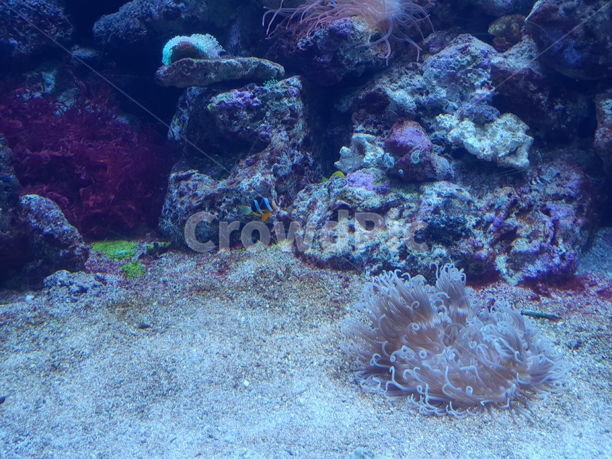 산호,바다,바다속풍경,어둠,고요한,동물,animal,어류,물고기,fish