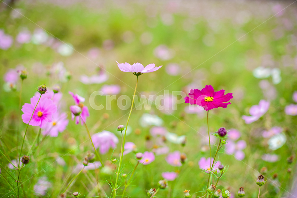 코스모스,가을,꽃,식물,핑크,분홍,plant,cosmos,autumn,fall,flower,field,green,자연,nature,grassland,들,가을,계절,fall,autumn,season,식물,자연,plants,nature,꽃,flower,목초지,outdoors,옥외,spring,봄