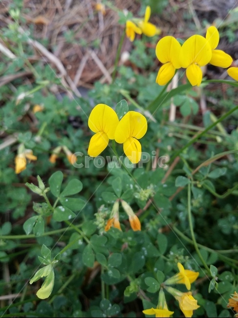 벌노랑이,식물,꽃,야생화,plant