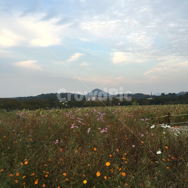 들,자연,꽃밭,grassland,nature,목초지,꽃