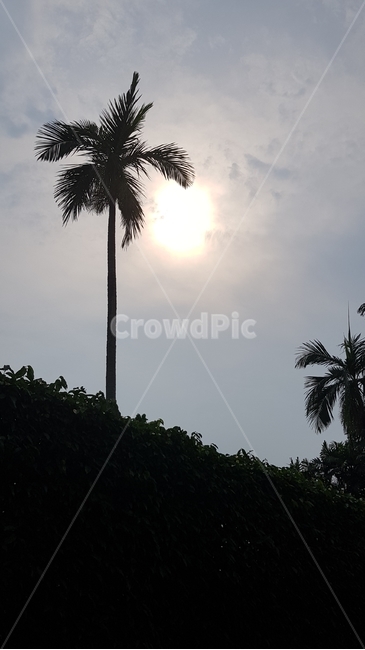 나무,해,하늘,풍경,야자수,싱가포르,동남아,해외,tree,sun,sky,scenery,palmtree,singapore,southeastasia,overseas