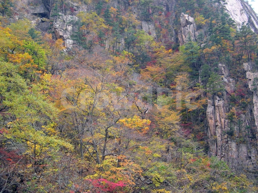 단풍,가을,산,자연,풍경,자연,풍경,nature,landscape,가을,계절,fall,autumn,season,tree,나무,plant,식물,art,미술,painting,그림