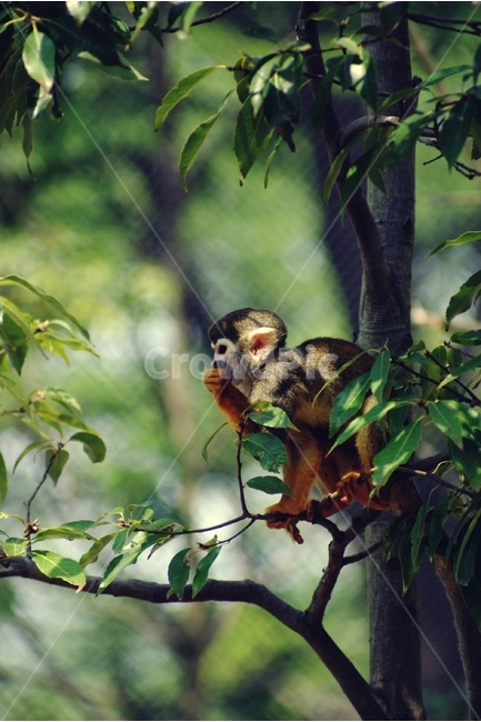 동물원,원숭이,monkey,zoo,friend,우리,동물,animal,동물,animal,포유류,mammal