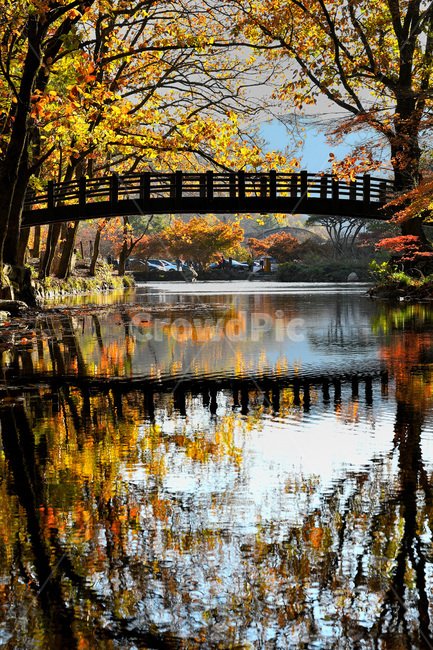 물,낙옆,나무,개울,자연,가을,계절,fall,autumn,season