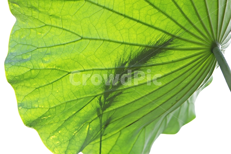 연잎,잎,연근,연뿌리,생태공원,식물,수생식물