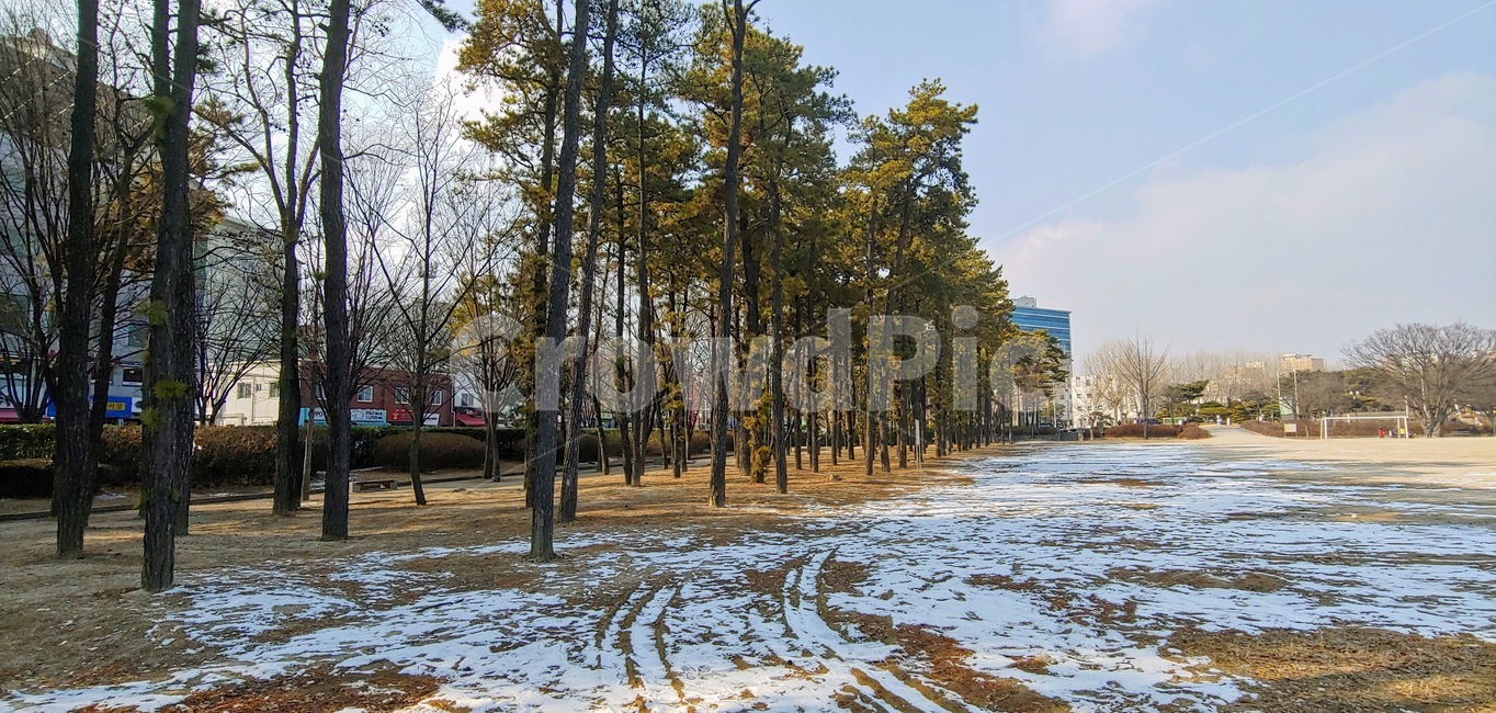 나무,plant,식물,tree,겨울,눈
