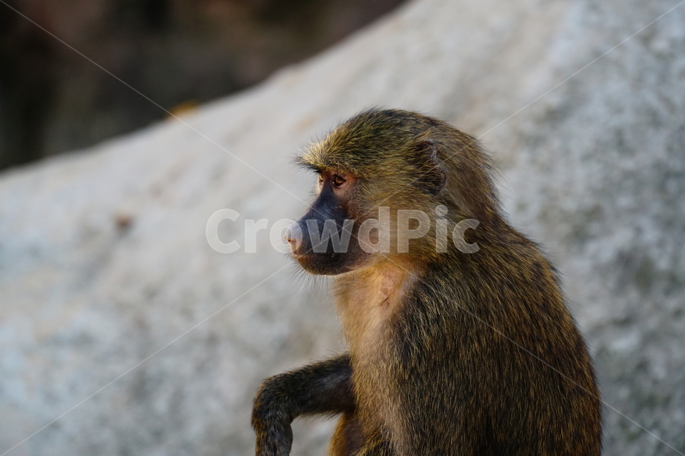 원숭이,아누비스개코원숭이,동물,animal,포유류,olivebaboon,anubisbaboon,monkey,동물,animal,포유류,mammal