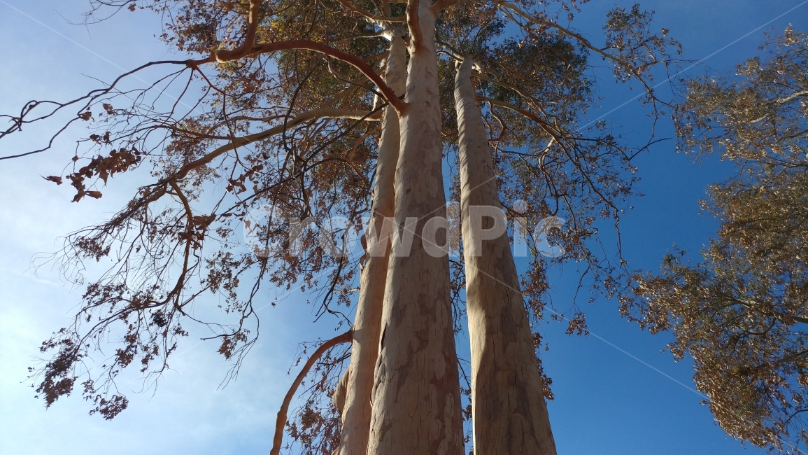식물,나무,키큰나무,푸른하늘,남가주의겨울,겨울나무,자연풍경,talltree,bluesky,southernCalifornia,nature,식물,자연,plants,nature,나무,trees,wood