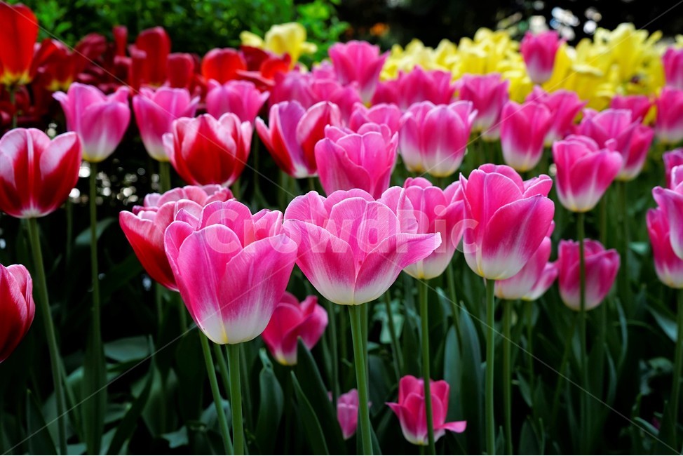 튤립,봄,bloom,꽃,식물,자연,화사함,꽃향기,tulip,colorful,floral,flower,gardenflowers,happymind,life,nature,plant,spring봄,spring,식물,자연,plants,nature,꽃,flower