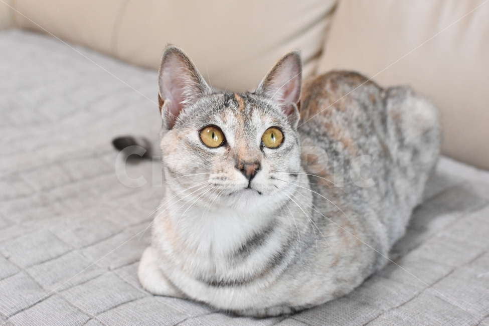 고양이,귀여움,반려동물,반려묘,집사,냐옹,냥이,냥,괭,새끼,아기,동물,귀요미,코리안숏헤어,아깽이,성묘,애완동물,cat,animals,animal,pet,kitten,baby,cute,koreanshorthair,냥이사진,고양이사진,동물,animal,고양이,cat,kitten,kitty,포유류,mammal