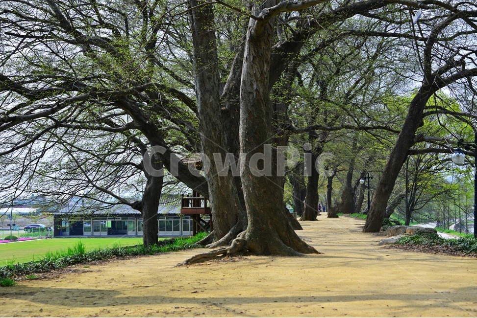 nature,자연,outdoors,옥외,plant,식물,treetrunk,나무줄기,tree,나무,bench,벤치,담양,관방천,관방제림,고목,봄,연두색,계절
