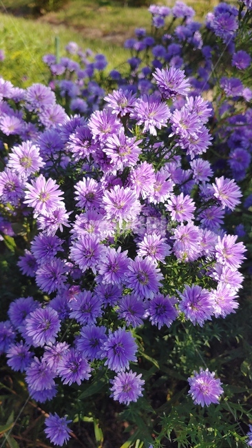 스토케시아,보라색,꽃,국화,소국,flower,plant,blossom,향기,야외,아웃도어,자연광,purple,식물,aster,식물,자연,plants,nature,꽃,flower