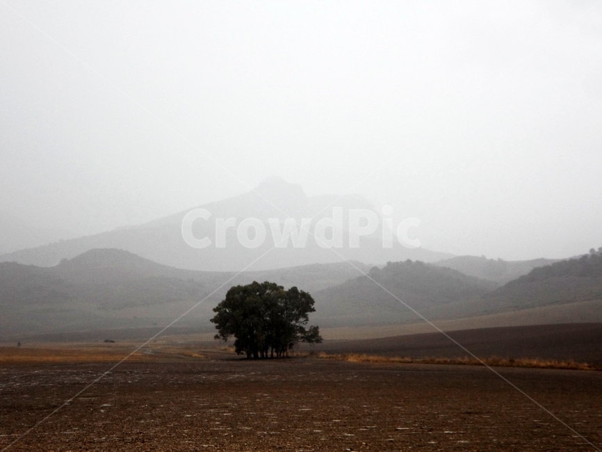 스페인,론다인근,나무,론다,유럽,산,들판,spain,ronda,tree,mountain,europe,자연,nature,경관,landscape