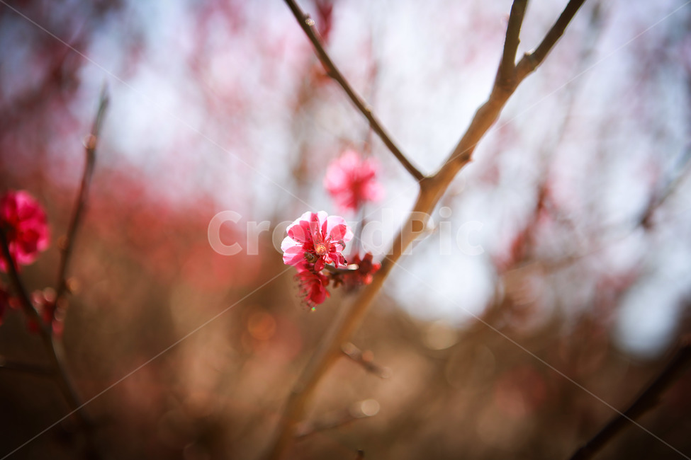 꽃,홍매화,분홍꽃,분홍,봄,감성사진,광양매화축제,봄,계절,spring,season,식물,자연,plants,nature,꽃,flower,plant,blossom