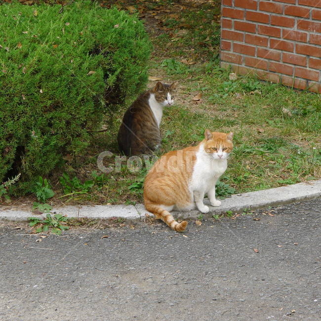 아스팔트,고양이,노랑이고양이,고양이두마리,갈색털고양이,동물,animal,포유류,mammal,고양이,cat,kitten,kitty