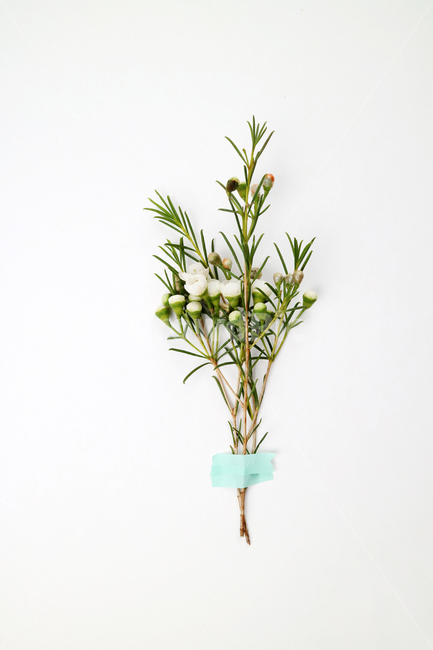 꽃,식물,꽃송이,왁스플라워,배경,백그라운드,꽃봉오리,flower,nature,flora,background,꽃,flower