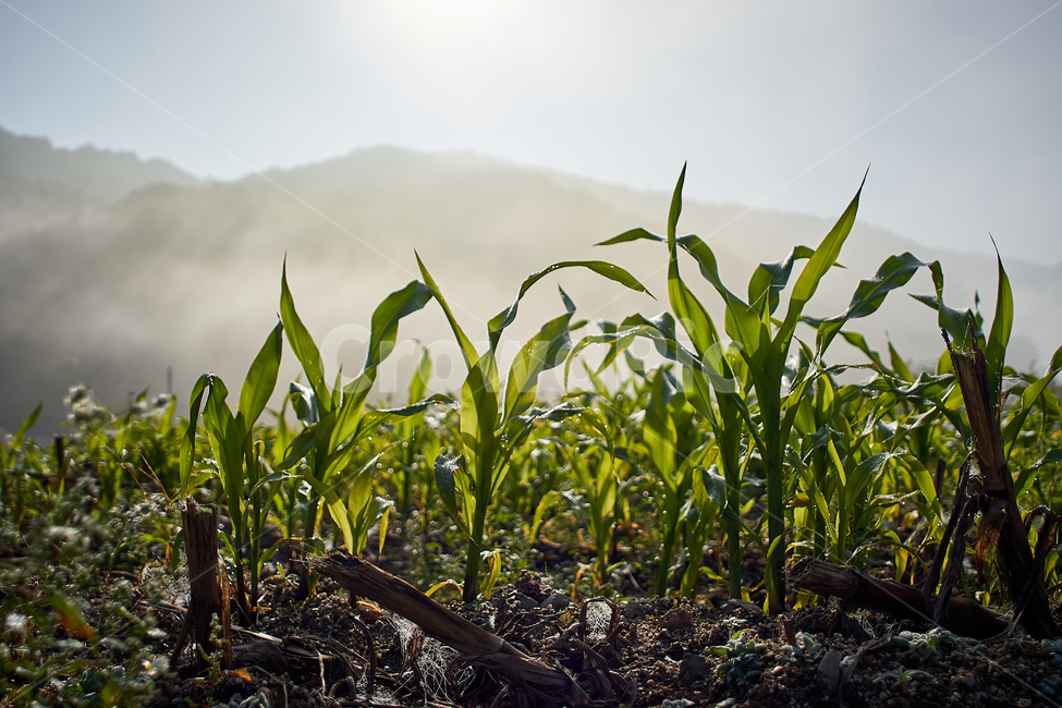 soil,흙,field,옥수수,농촌,싱싱함,식물,자연,plants,nature,농업,농사,agriculture,farming,farming industry