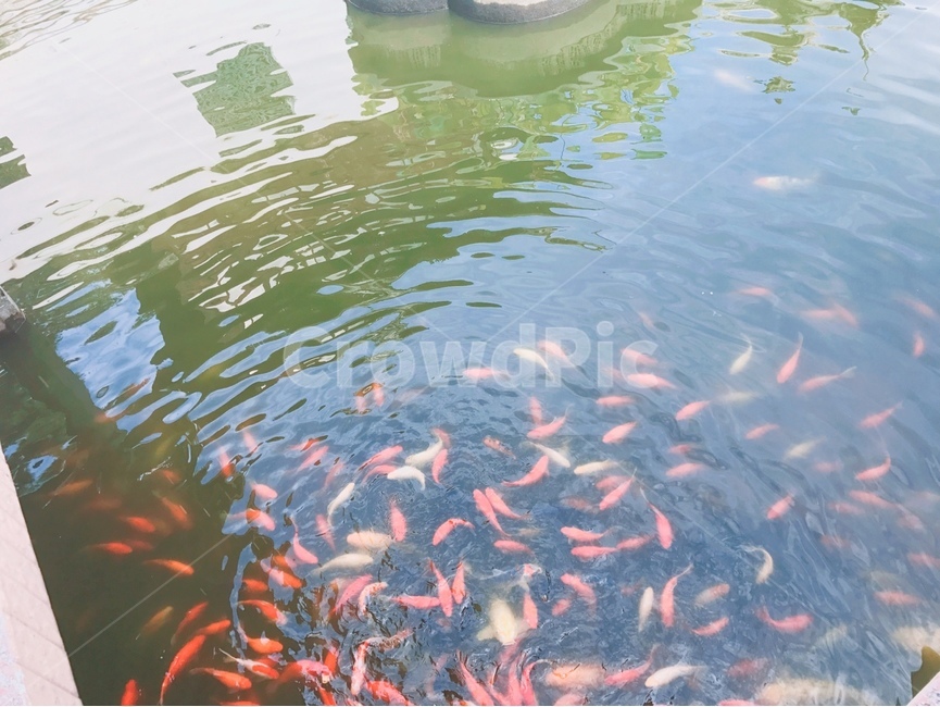 물고기,풍경,자연,nature,초록빛