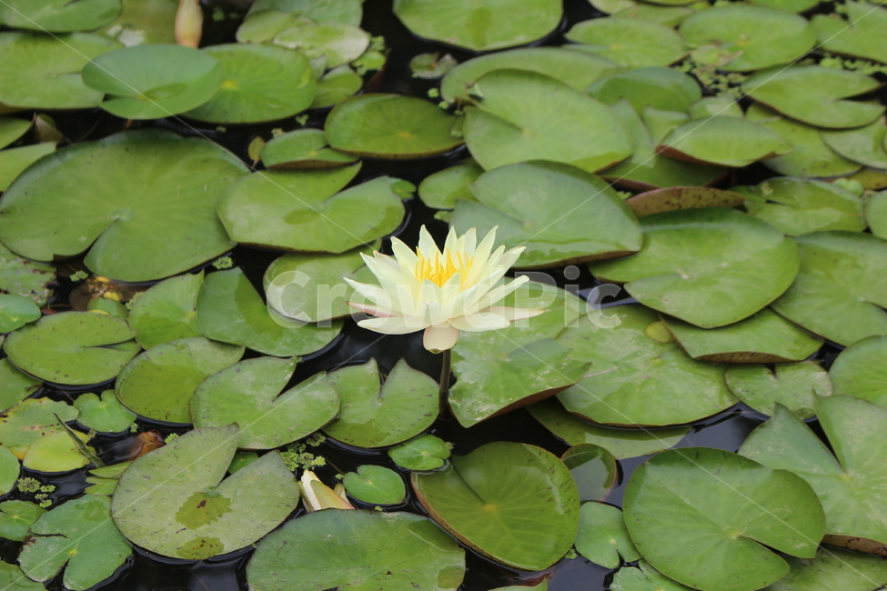 꽃,식물,flower,봄꽃,잎,봄,연꽃