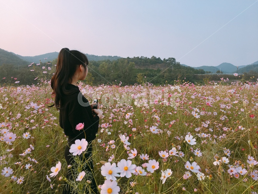 코스모스,뒷모습,꽃,분홍꽃,갬성,여성,여자,woman,female,lady