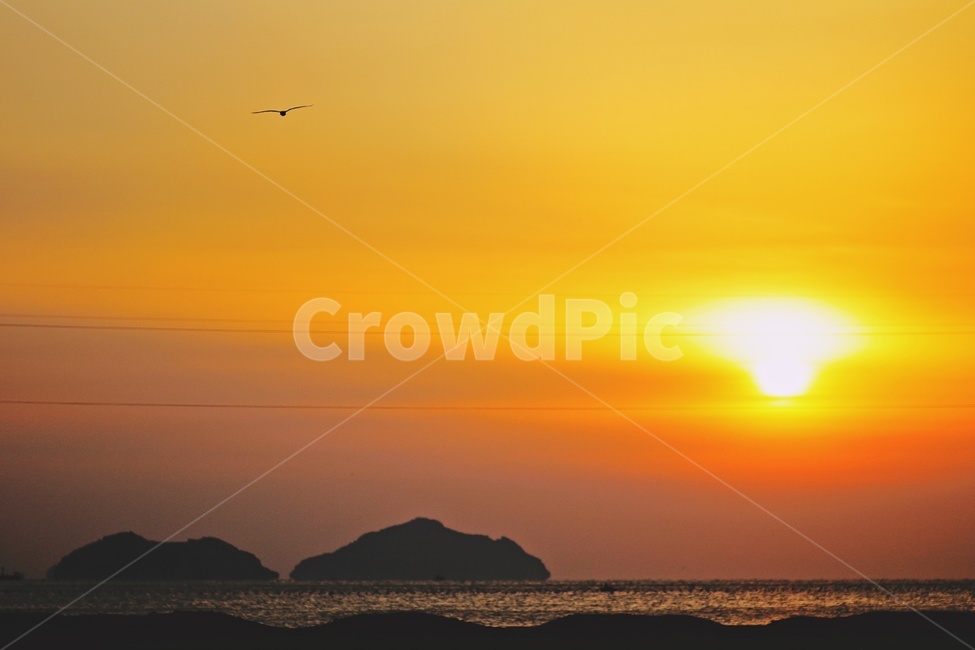 일출,바닷가,섬,갈매기,붉은일출,sunrise,seagull,seaside,island,자연,풍경,nature,landscape,outdoors,옥외,sunlight,햇빛