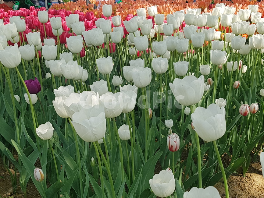 튤립,하양,흰색,꽃,꽃밭,봄