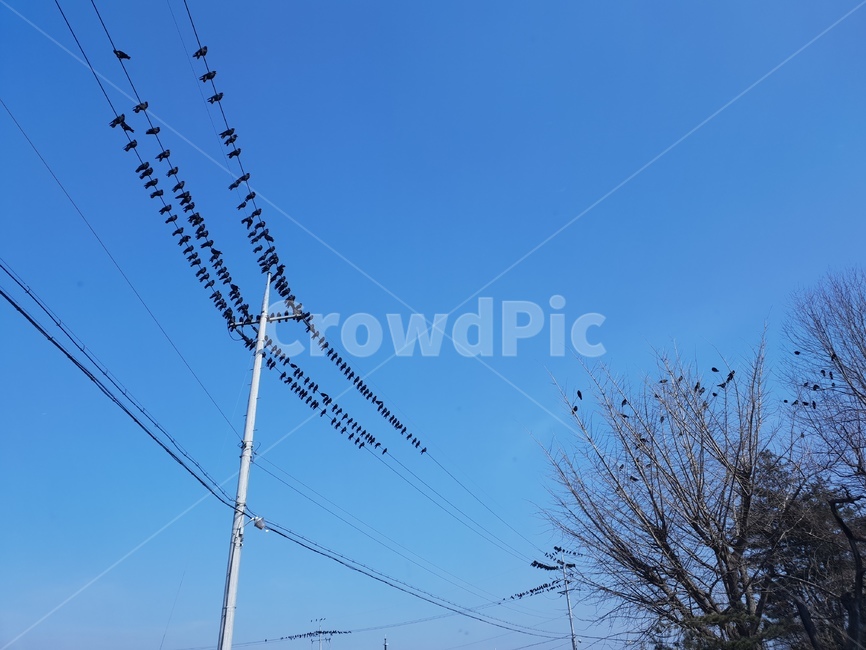 철새,까마귀,까마귀군대,까마귀도가을의전령사,흑청대비,동물,animal,조류,새,birds