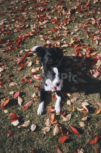 강아지,개,보더콜리,낙엽,가을,산책,필름,필름카메라,동물,animal,개,강아지,dog,doggy,포유류,mammal