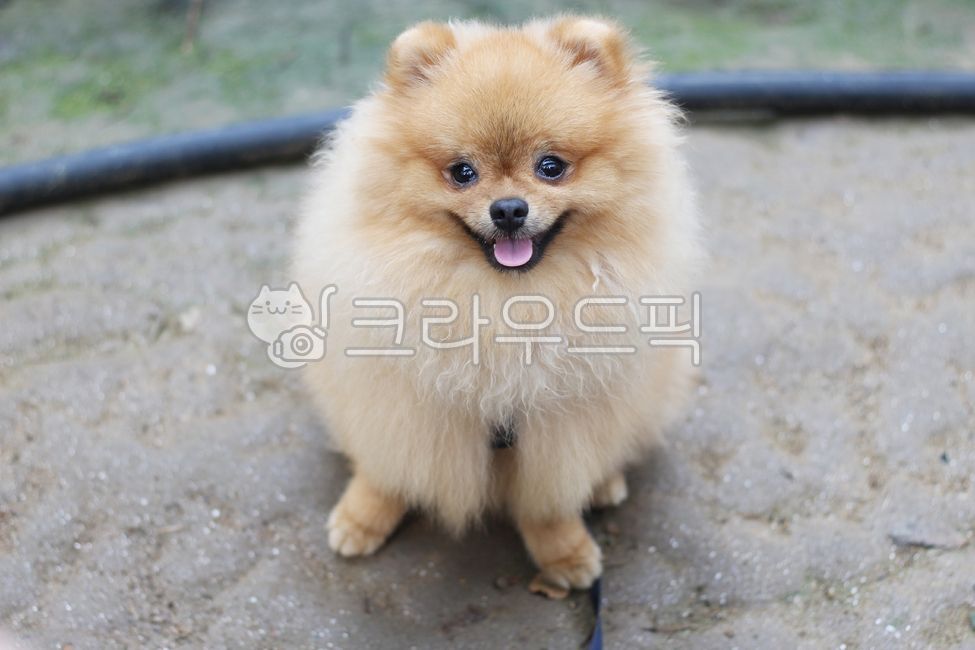 Pets,puppy,pomeranian,animal,dog,pet dog,pet