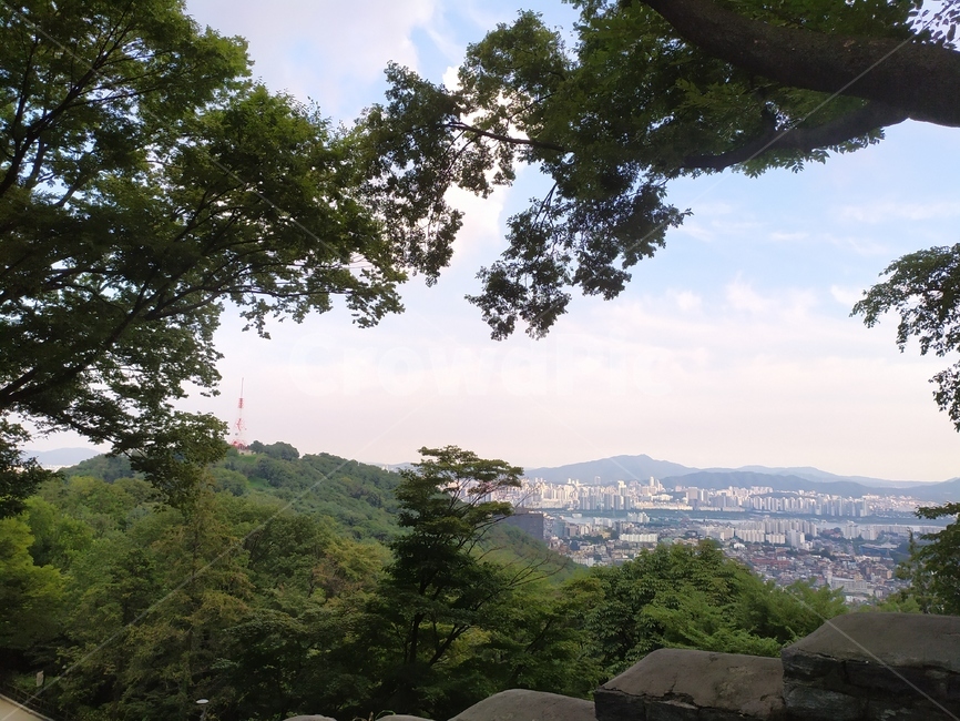 서울,남산,경치,오후,힐링,자연,풍경,nature,landscape,tree,나무,plant,식물