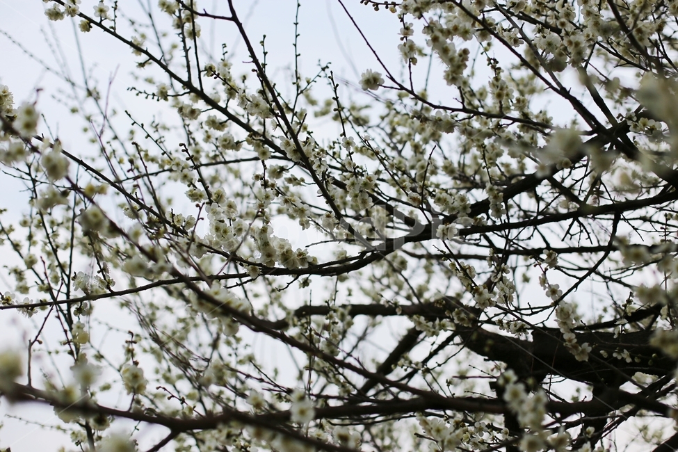 매화마을,매화꽃,매화축제,매화,꽃,flower,봄,계절,spring,season,식물,자연,plants,nature,꽃,flower,plant