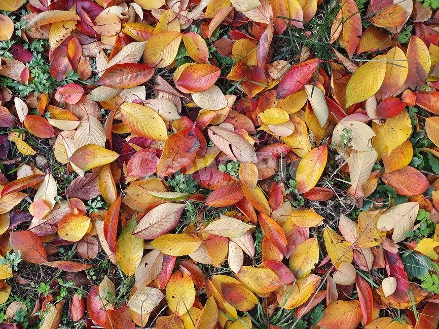단풍,낙엽,plant,식물,leaf,잎,가을,maple,deciduous,가을,계절,fall,autumn,season