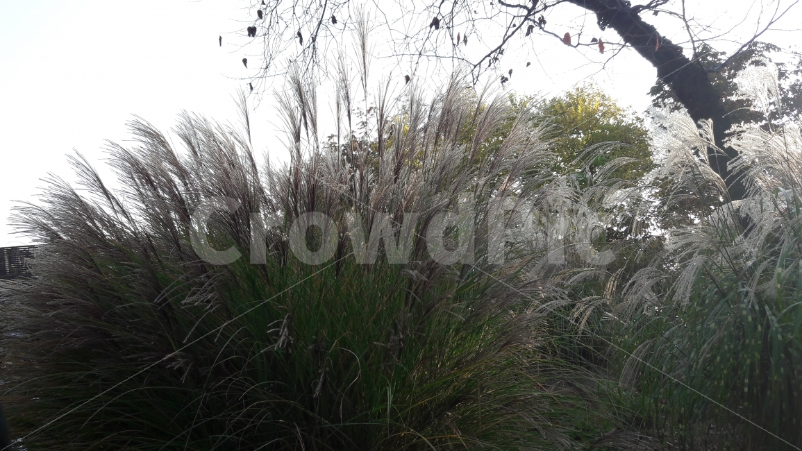 남산,억새,가을,단풍,하늘,가을,계절,fall,autumn,season,식물,자연,plants,nature,plant,grass,잔디