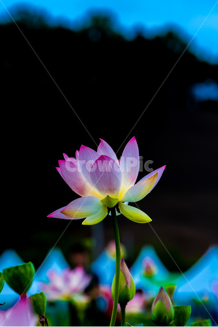 연꽃,청순,자연,관곡지,문양,연밥,식물,자연,plants,nature,꽃,flower