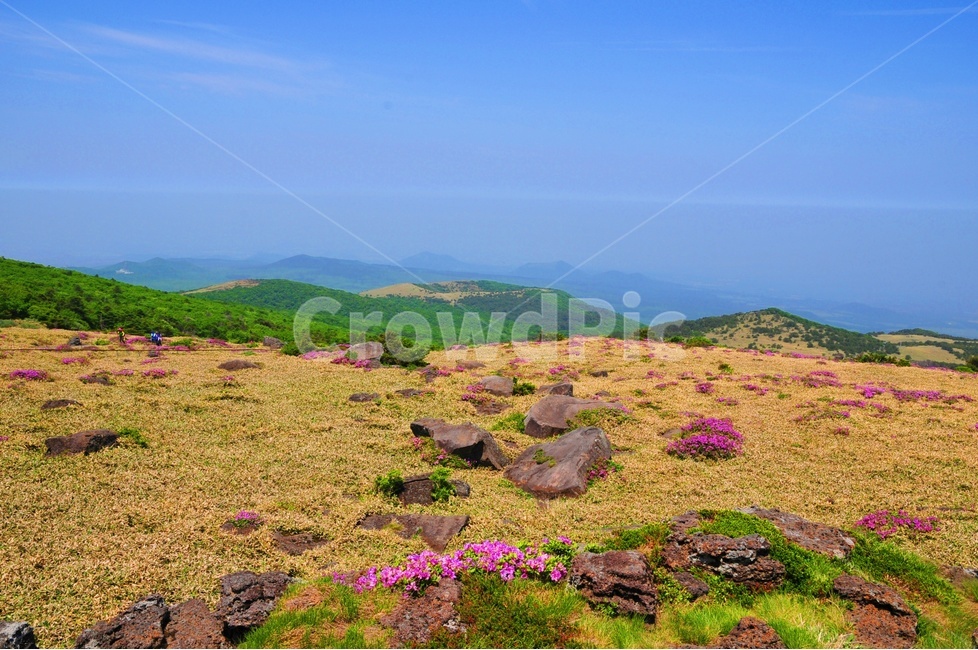 제주도,한라산,영실코스,오름,진달래,자연,풍경,nature,landscape,한국자연풍경,한국자연경관,korea nature landscape,제주도,jeju,jeju island,outdoors,옥외,plateau,고원,wilderness,황야,land,땅