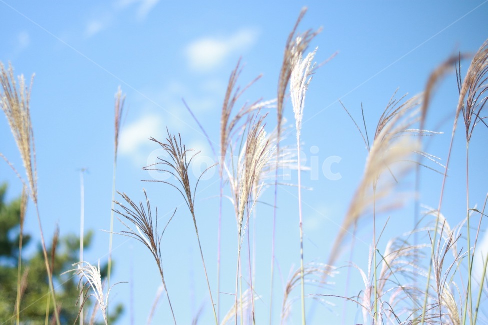 억새풀,하늘,자연,갈대,풀,가을,계절,fall,autumn,season,자연,풍경,nature,landscape,grass,잔디,plant,식물,lawn