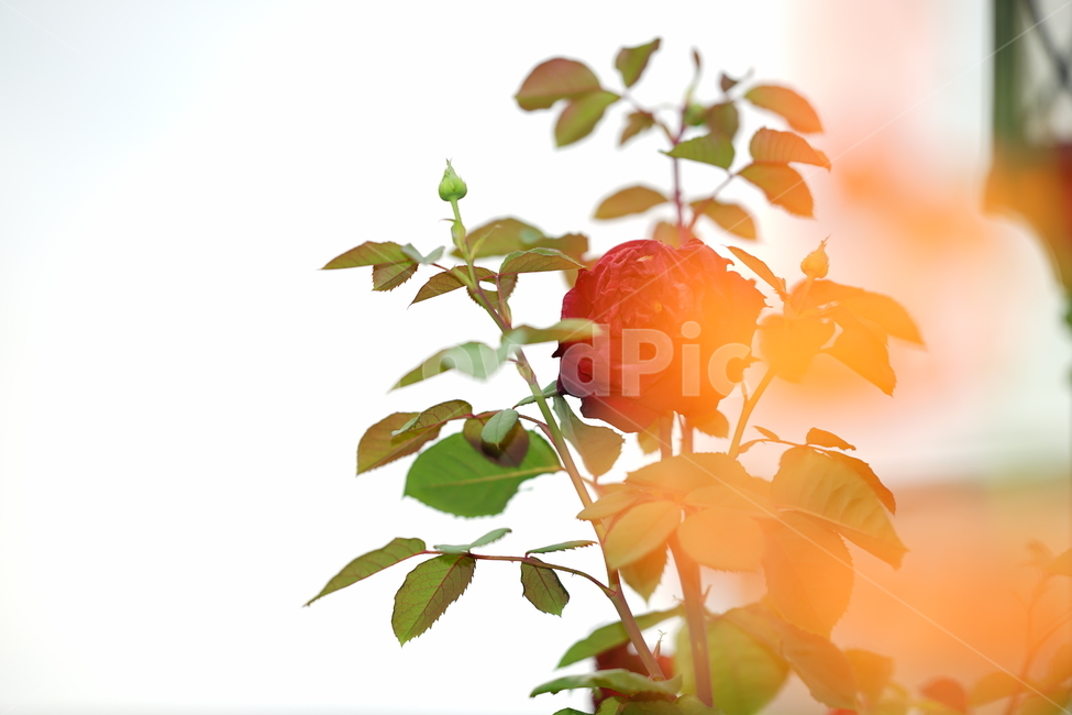 장미,꽃,자연,로즈,플라워,flower,rose,생명,풍경,감성사진,감성,잎,컬러,칼라,색감,식물,자연,plants,nature,꽃,flower,감성,sensible,feeling