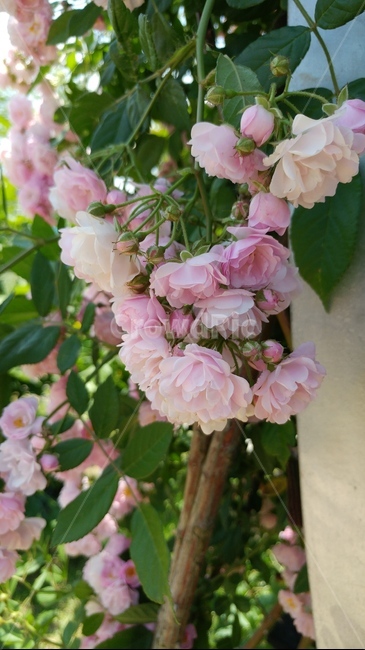 plant,식물,flower,blossom,꽃,geranium,제라늄,장미꽃,장미,분홍색,식물,자연,plants,nature,꽃,flower