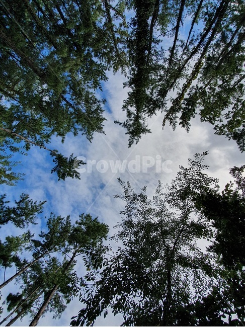 plant,식물,tree,나무,fir,전나무,abies,하늘,하늘색,구름