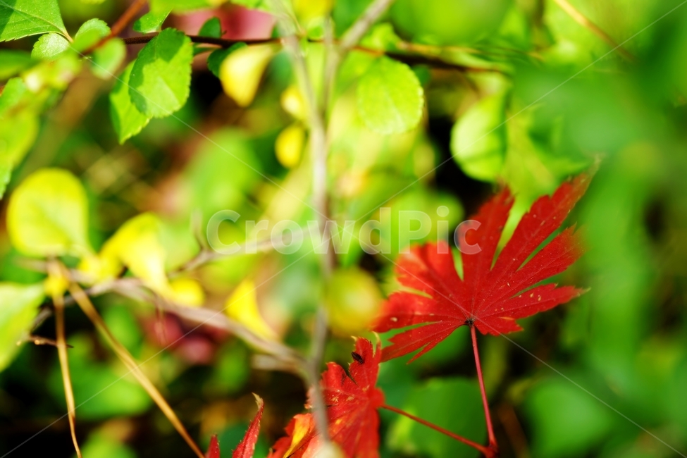 단풍잎,단풍나무,가을단풍,단풍,낙엽,가을,가을,계절,fall,autumn,season,식물,자연,plants,nature