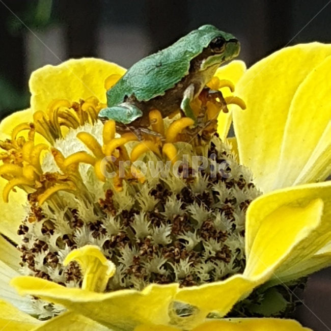 백일홍,꽃,노오란꽃,개구리,청개구리,귀여운,작은,동물,animal,파충류,양서류,reptile,amphibian