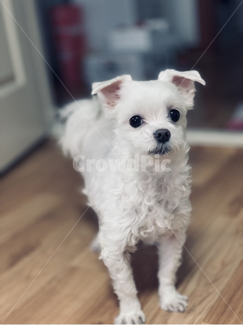 강아지,동물,배경,말티즈,개,귀여움,집,추억,털,복슬복슬,동물,animal,포유류,mammal,개,강아지,dog,doggy