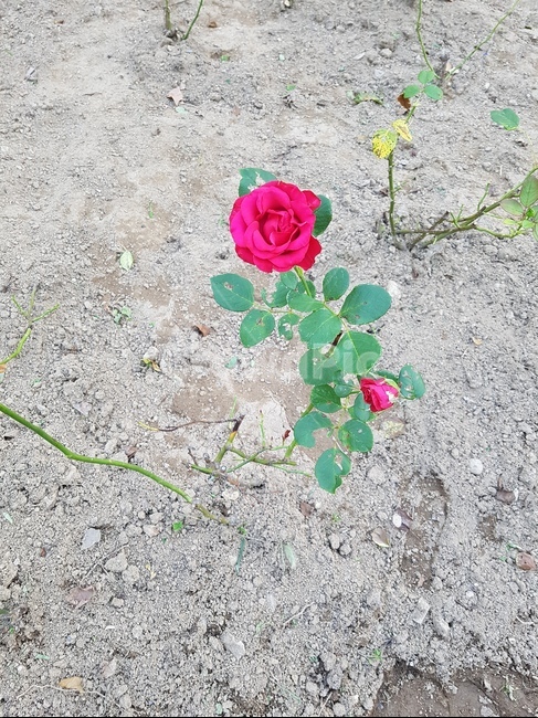 rose,장미,blossom,꽃,식물,ground,바닥,flower,한송이,식물,자연,plants,nature,꽃,flower